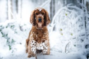 dog, Nature, Snow, Animals