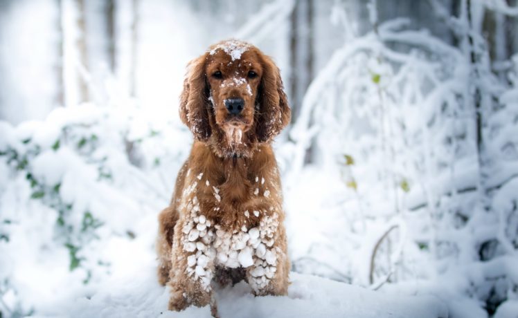 dog, Nature, Snow, Animals HD Wallpaper Desktop Background