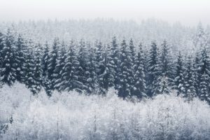 trees, Winter, Nature, Snow
