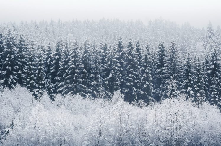 trees, Winter, Nature, Snow HD Wallpaper Desktop Background