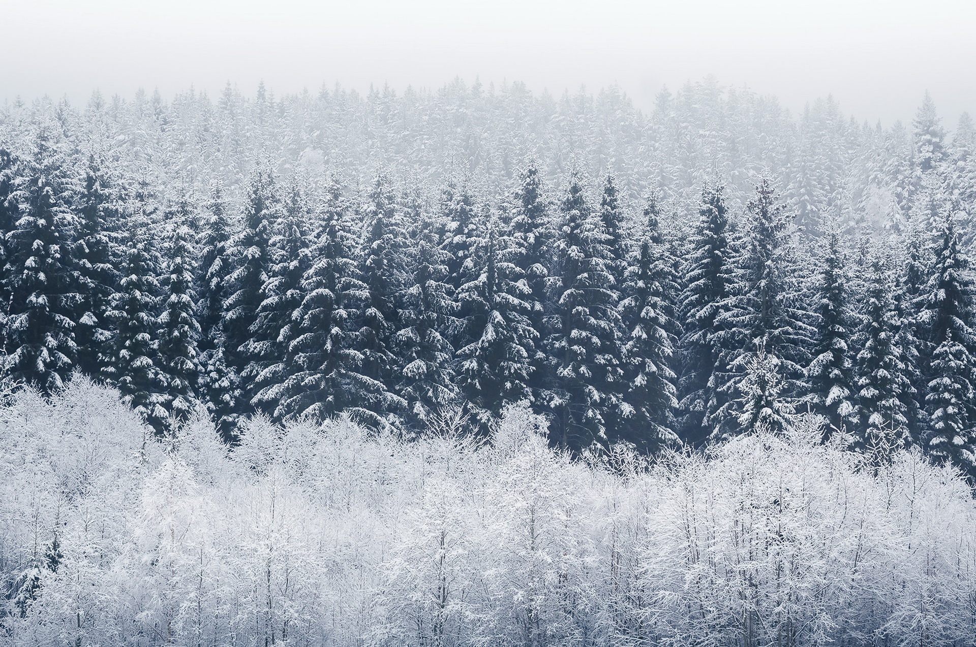 trees, Winter, Nature, Snow Wallpaper
