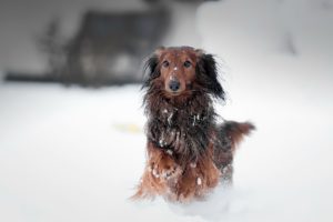 snow, Dog, Animals