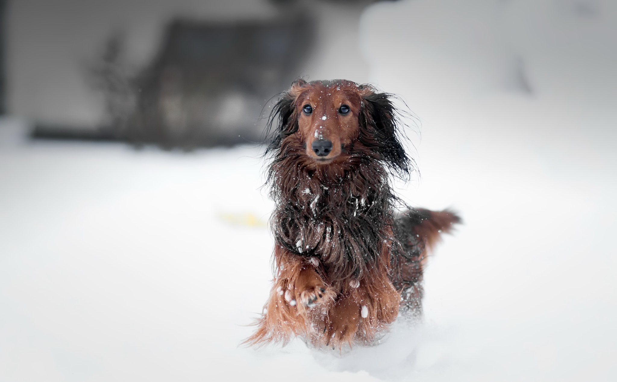 snow, Dog, Animals Wallpaper