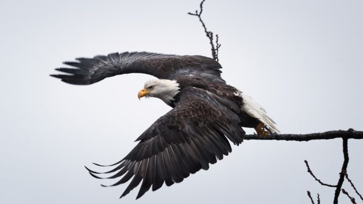animals, Eagle, Birds HD Wallpaper Desktop Background