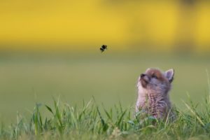 grass, Insect, Animals, Baby animals, Fox