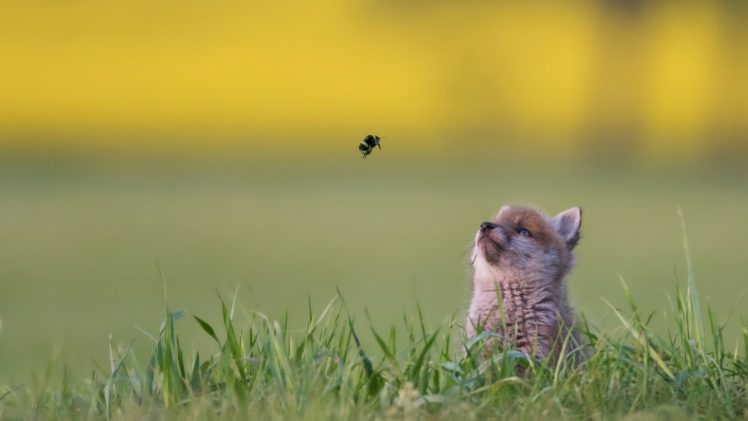grass, Insect, Animals, Baby animals, Fox HD Wallpaper Desktop Background