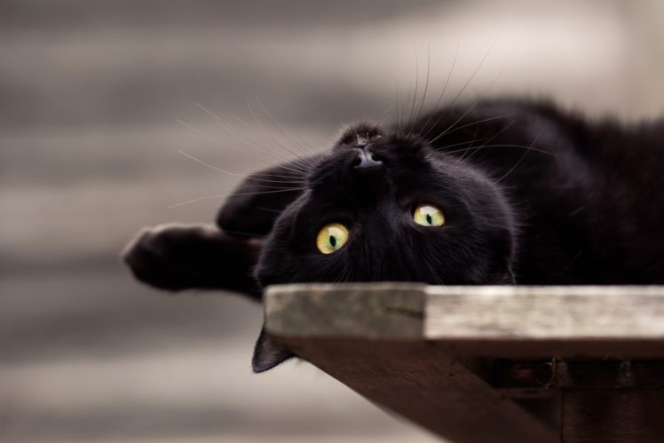 black cats, Cat, Animals HD Wallpaper Desktop Background