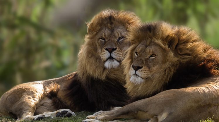 big cats, Animals, Lion HD Wallpaper Desktop Background