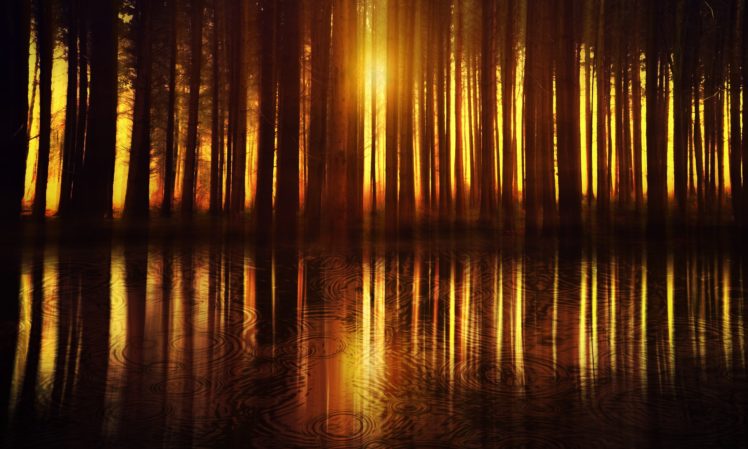 sunlight, Reflection, Water, Trees HD Wallpaper Desktop Background
