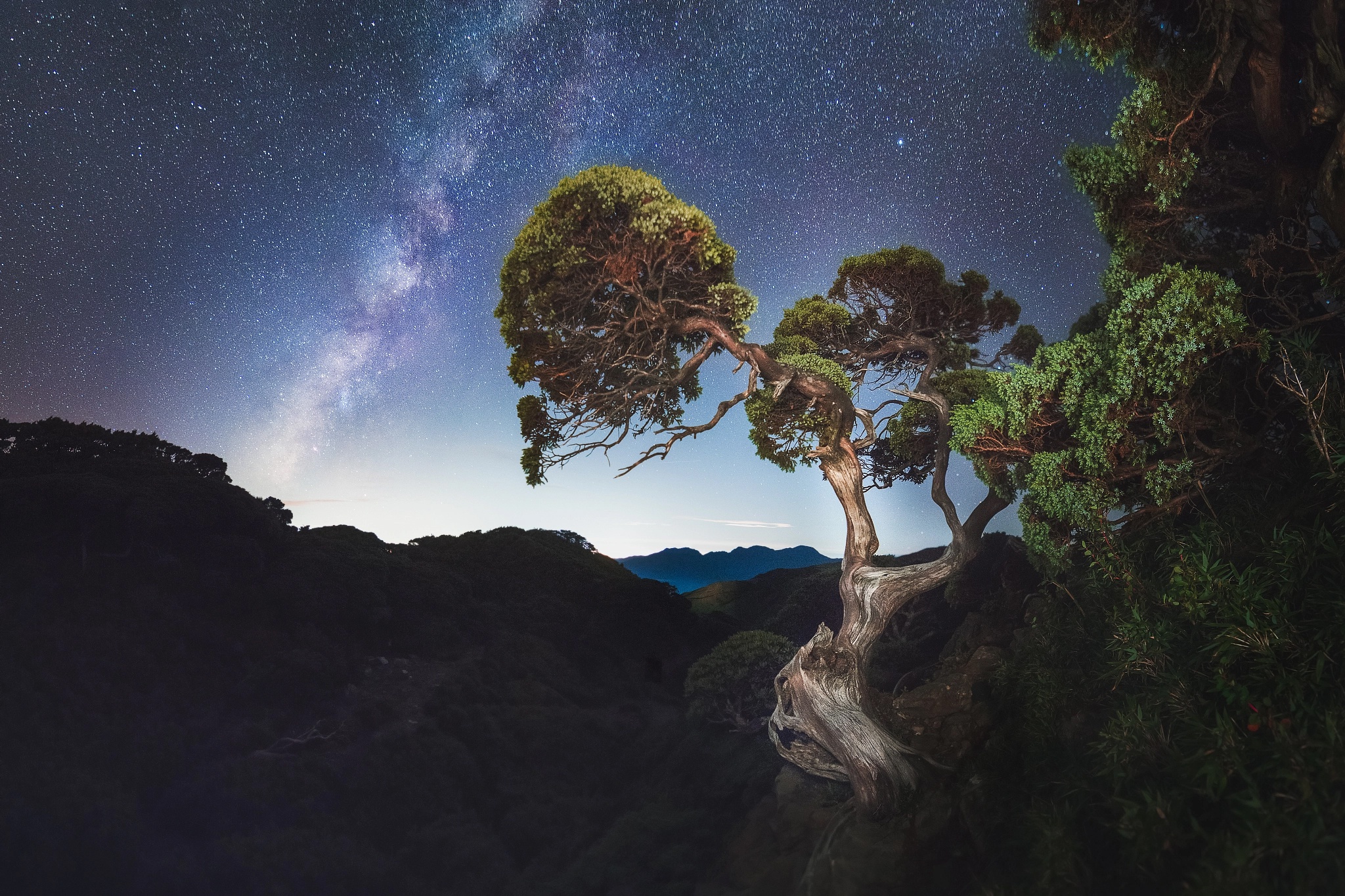 dark, Night, Sky, Stars, Nature, Trees Wallpapers HD / Desktop and