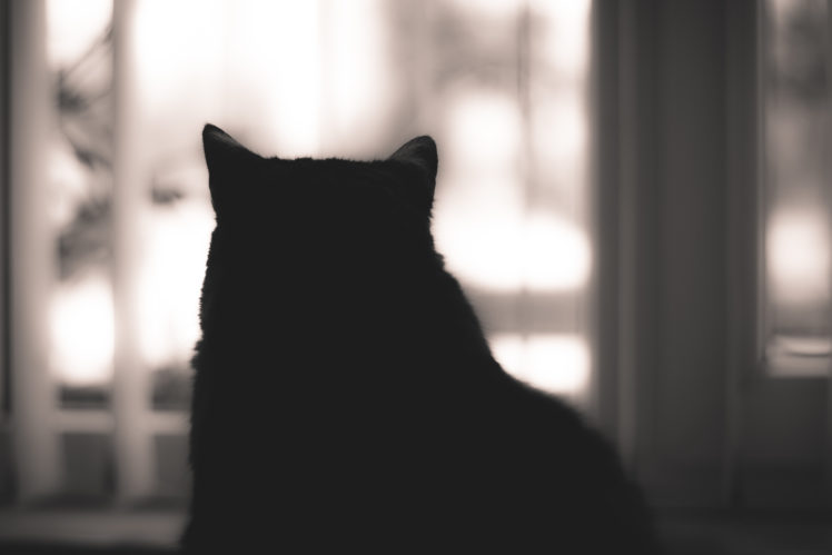cat, Silhouette HD Wallpaper Desktop Background