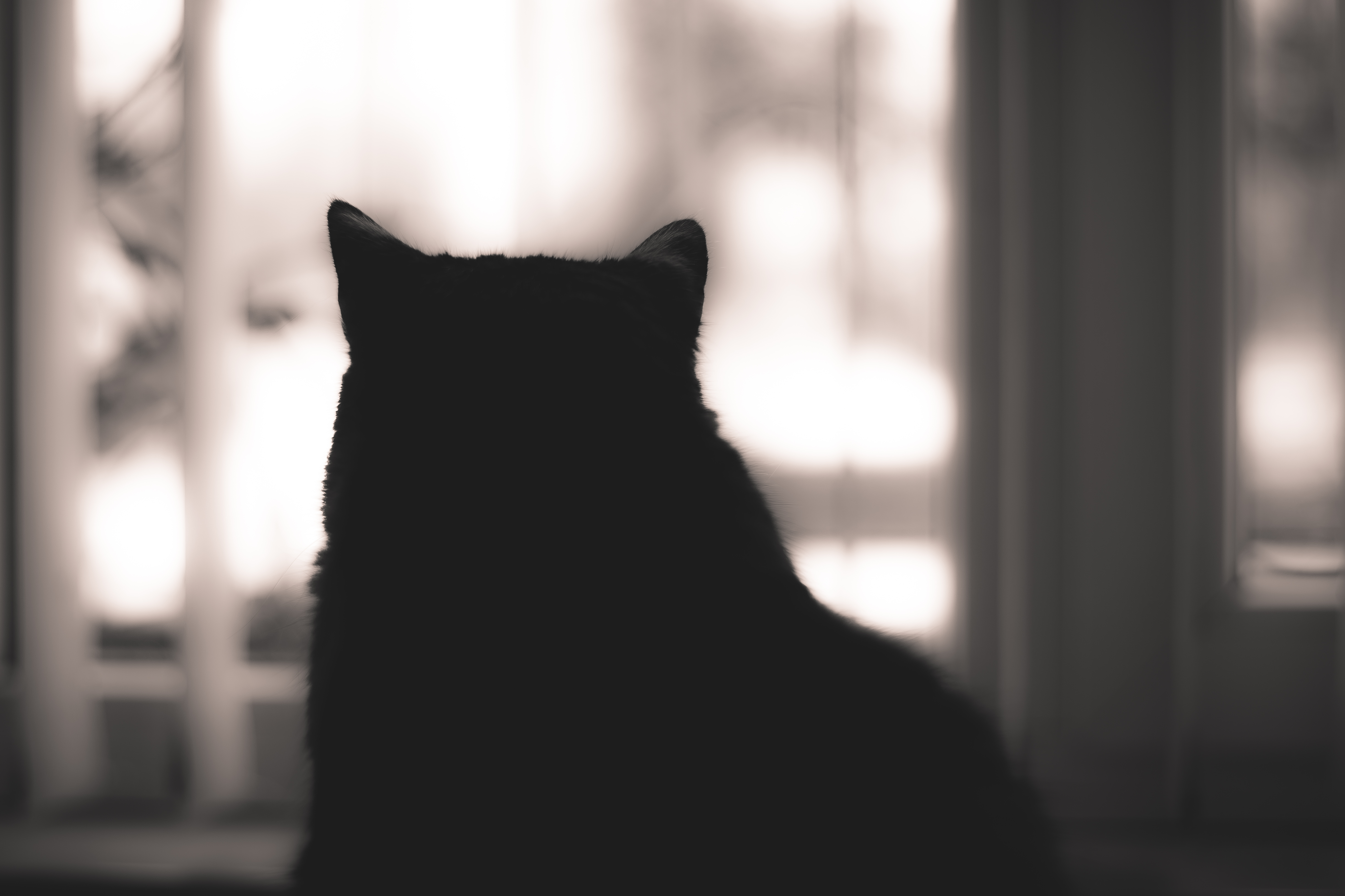 cat, Silhouette Wallpaper