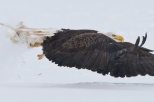 profile, Eagle, Bald eagle, Flying, Animals, Birds, Nature, Wildlife