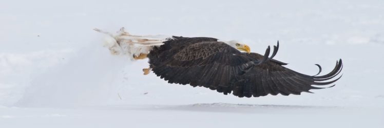 profile, Eagle, Bald eagle, Flying, Animals, Birds, Nature, Wildlife HD Wallpaper Desktop Background