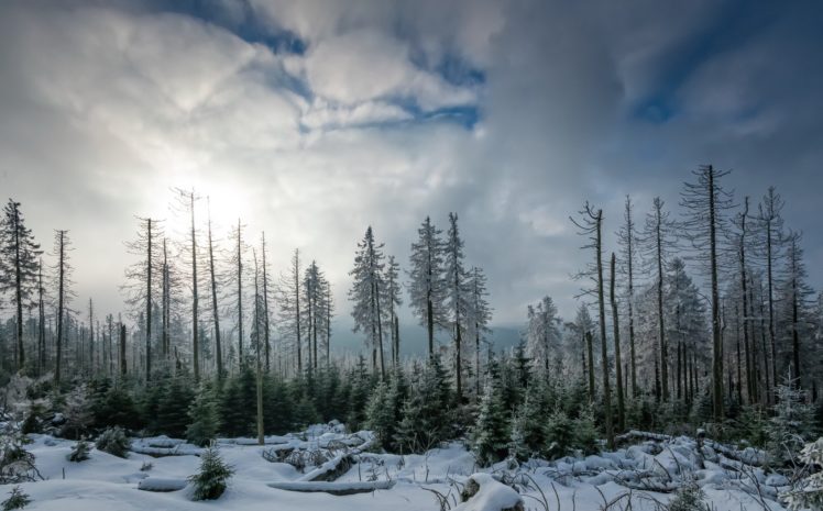 nature, Trees, Landscape, Sky, Winter HD Wallpaper Desktop Background