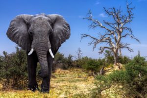 elephant, Animals, Wildlife