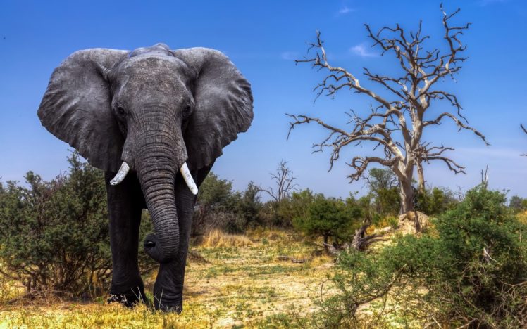 elephant, Animals, Wildlife HD Wallpaper Desktop Background