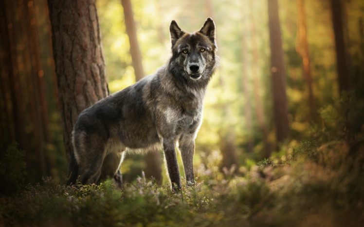 nature, Wolf, Forest, Animals HD Wallpaper Desktop Background