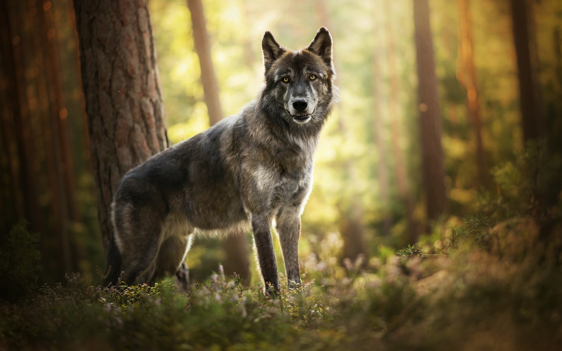 nature, Wolf, Forest, Animals Wallpaper