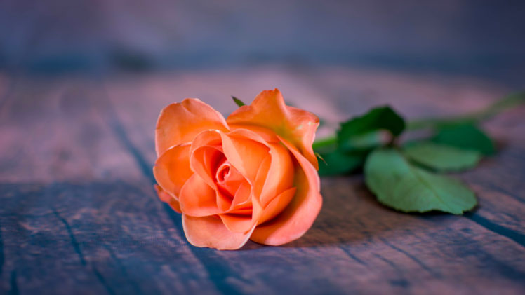 rose, Flowers, Plants HD Wallpaper Desktop Background