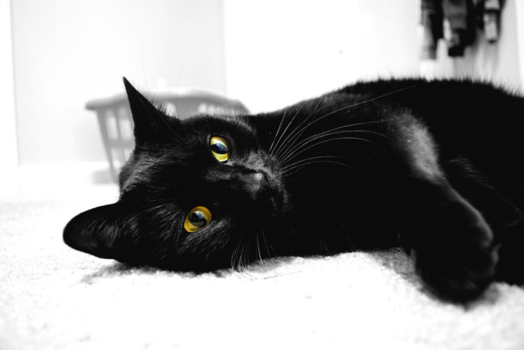 cat, Animals, Monochrome, Photography HD Wallpaper Desktop Background