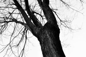 trees, Monochrome