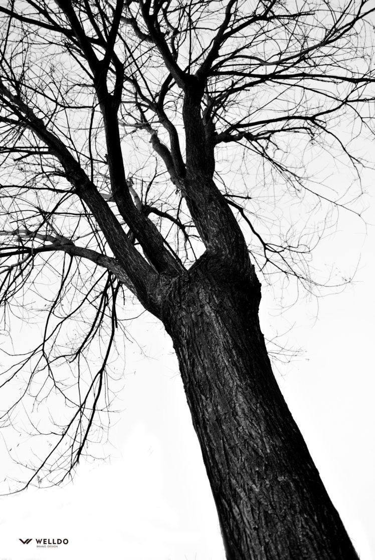 trees, Monochrome HD Wallpaper Desktop Background