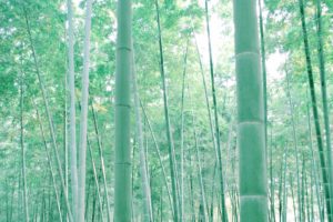 China, Bamboo