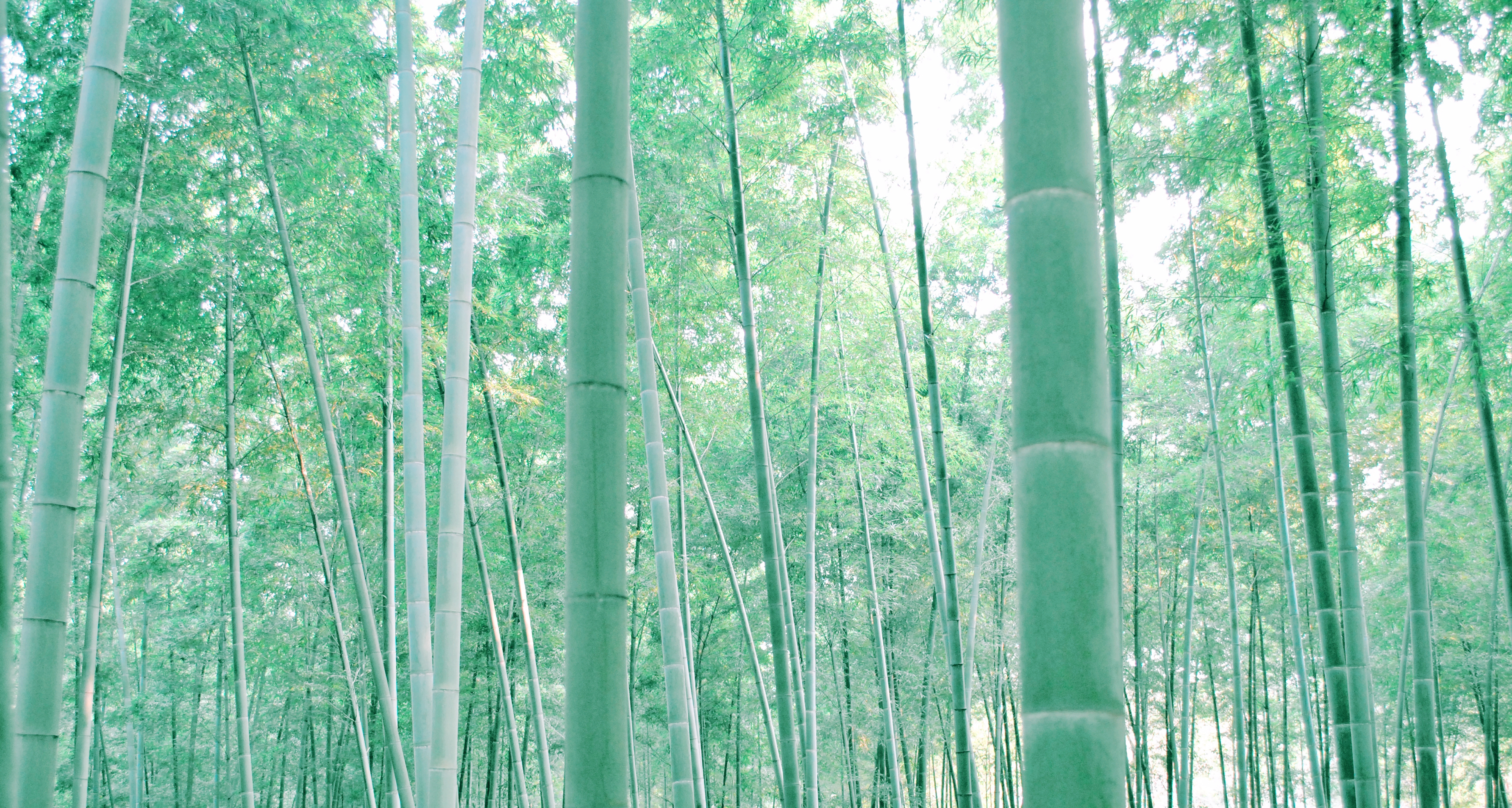 China, Bamboo Wallpaper