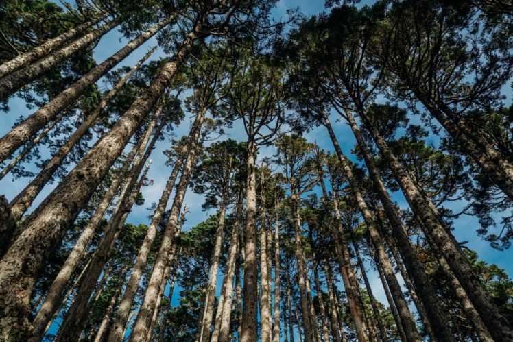 nature, Forest, Trees HD Wallpaper Desktop Background