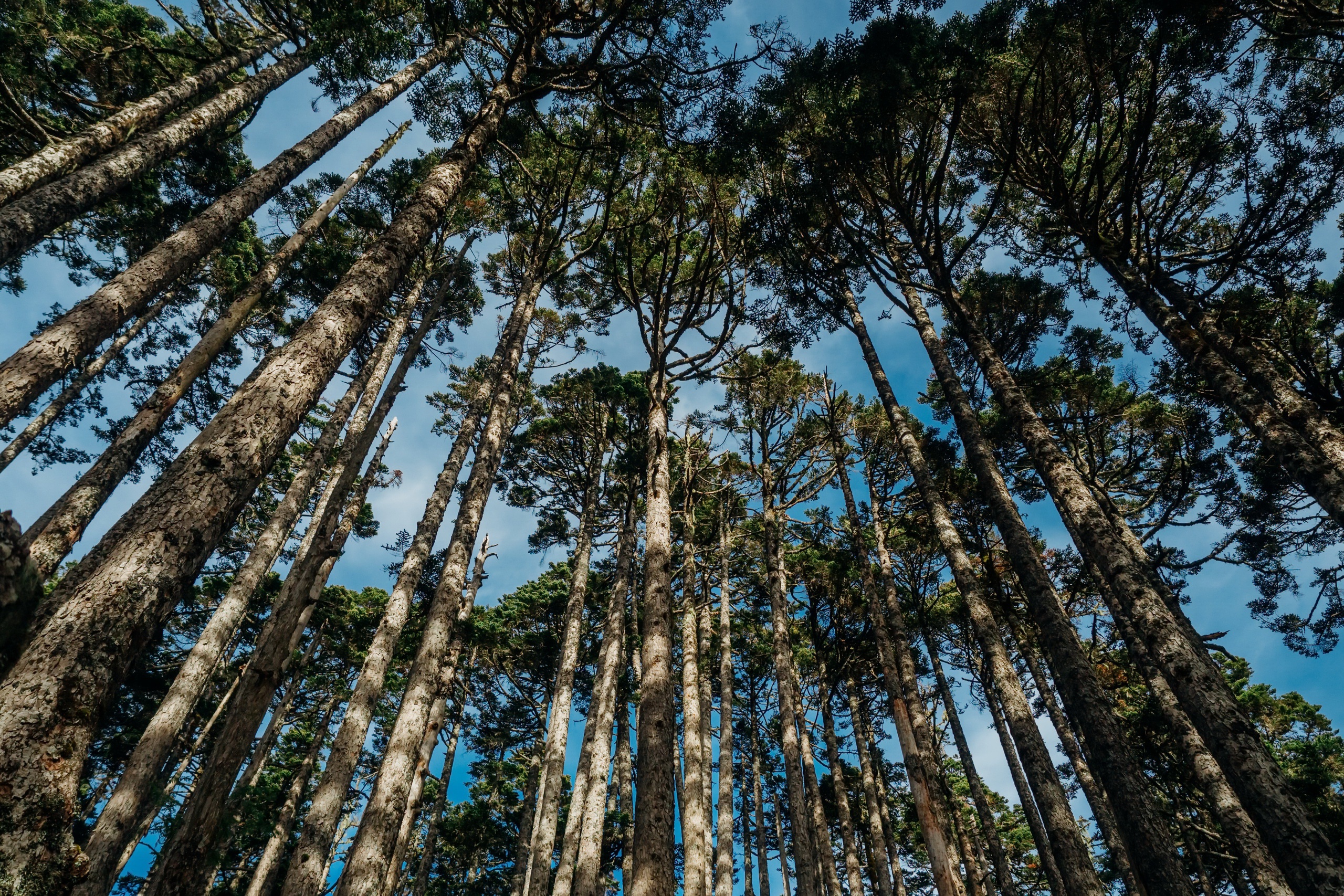 nature, Forest, Trees Wallpaper