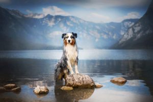 animals, Dog, Water, Reflection, Mountain pass