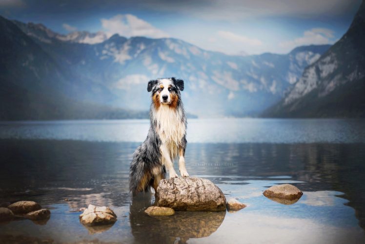 animals, Dog, Water, Reflection, Mountain pass HD Wallpaper Desktop Background