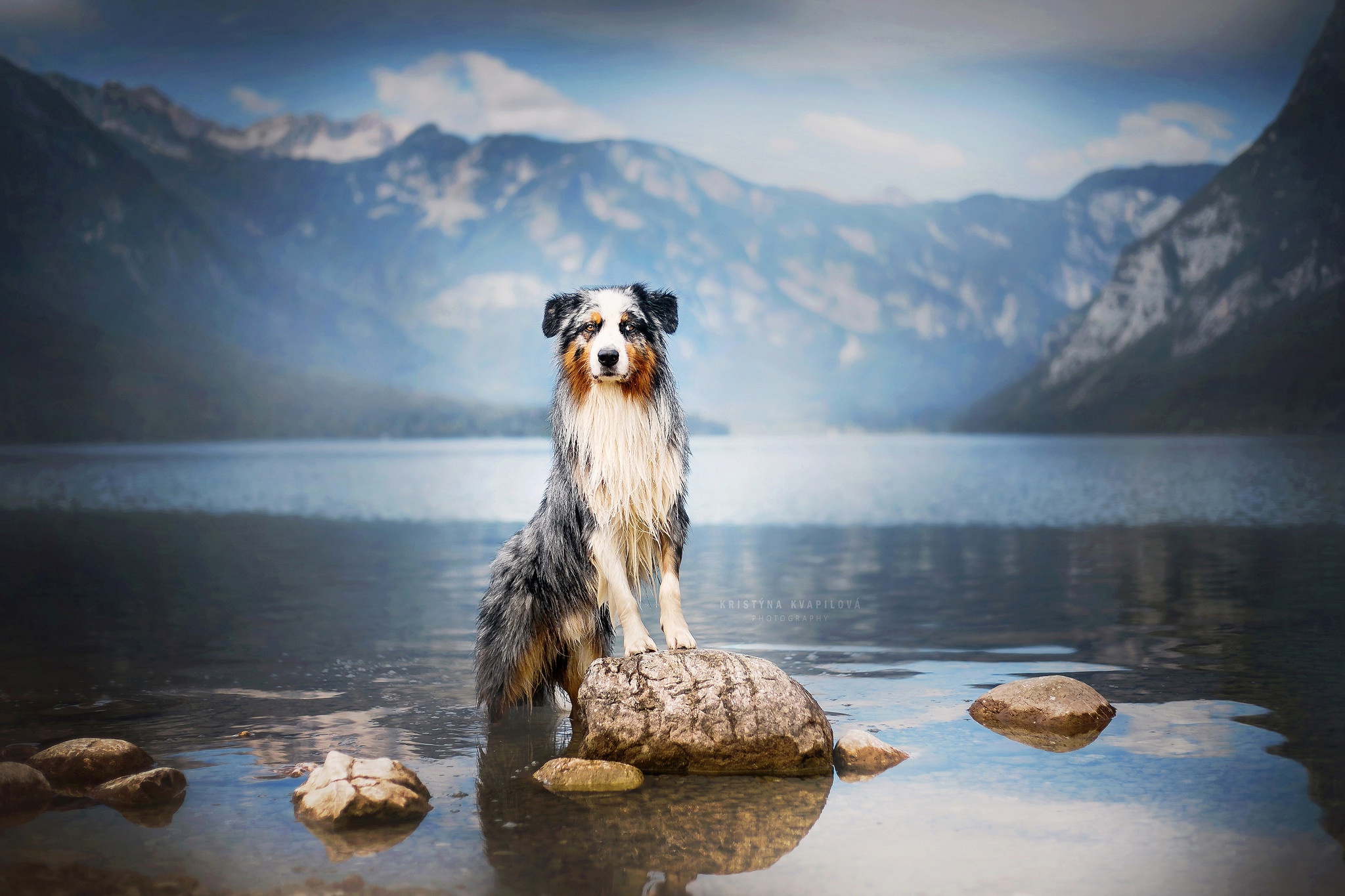 animals, Dog, Water, Reflection, Mountain pass Wallpaper