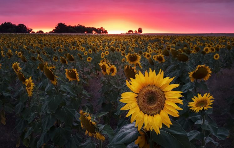 sunflowers, Field, Flowers, Plants HD Wallpaper Desktop Background