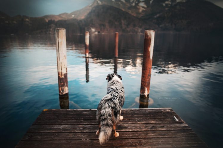 dog, Water, Animals HD Wallpaper Desktop Background