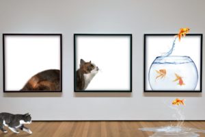cat, Fish, Museum