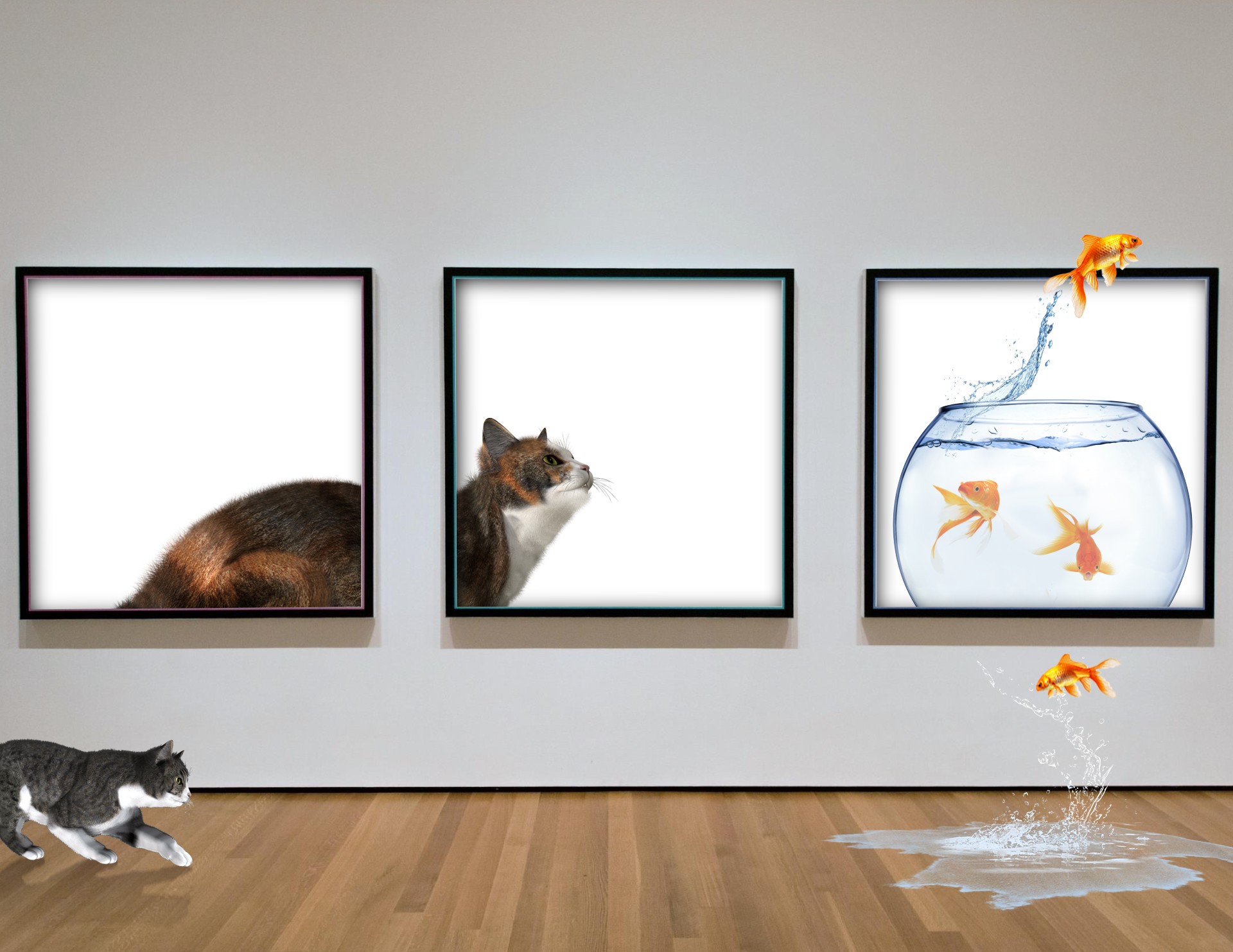 cat, Fish, Museum Wallpaper