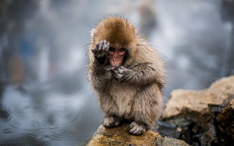 wet body, Monkey, Nature, Animals, Japan HD Wallpaper Desktop Background