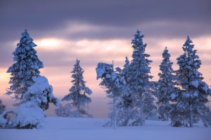 trees, Nature, Landscape, Snow, Winter