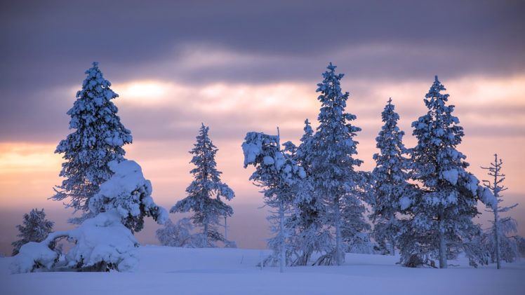 trees, Nature, Landscape, Snow, Winter HD Wallpaper Desktop Background