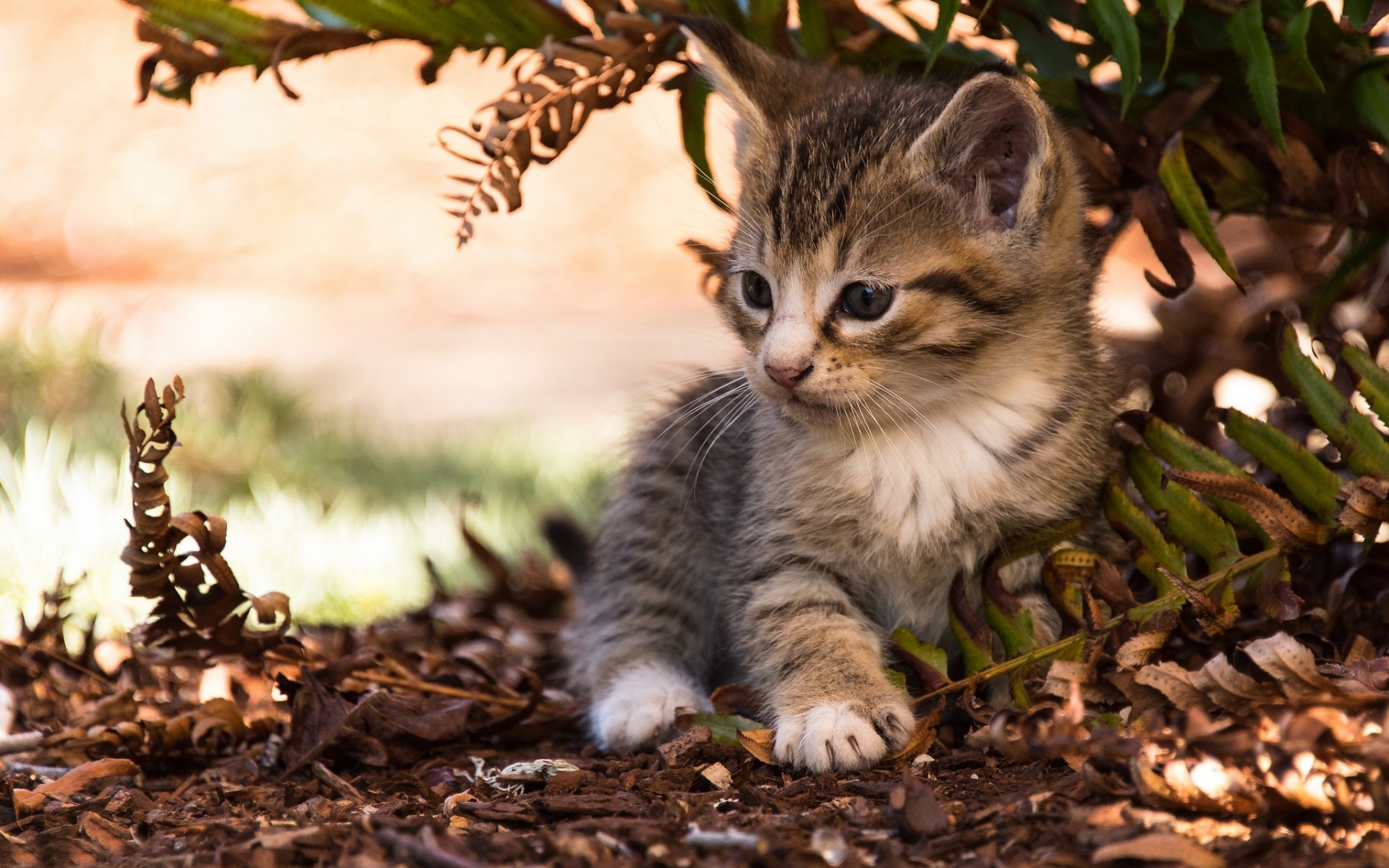 cat, Animals, Kittens Wallpapers HD / Desktop and Mobile ...