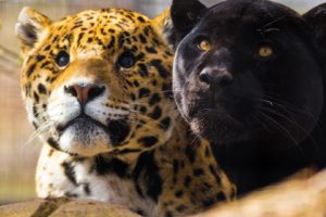 animals, Big cats, Jaguars, Panthers