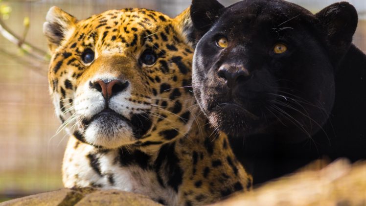 animals, Big cats, Jaguars, Panthers HD Wallpaper Desktop Background