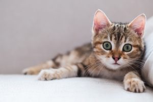 eyes, Cat, Animals, Kittens