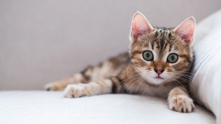 eyes, Cat, Animals, Kittens HD Wallpaper Desktop Background