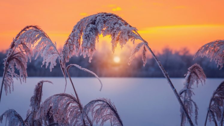 winter, Sun, Snow, Plants HD Wallpaper Desktop Background