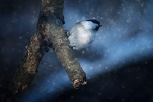 dark, Snow, Winter, Birds, Animals