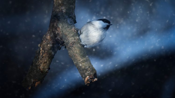 dark, Snow, Winter, Birds, Animals HD Wallpaper Desktop Background