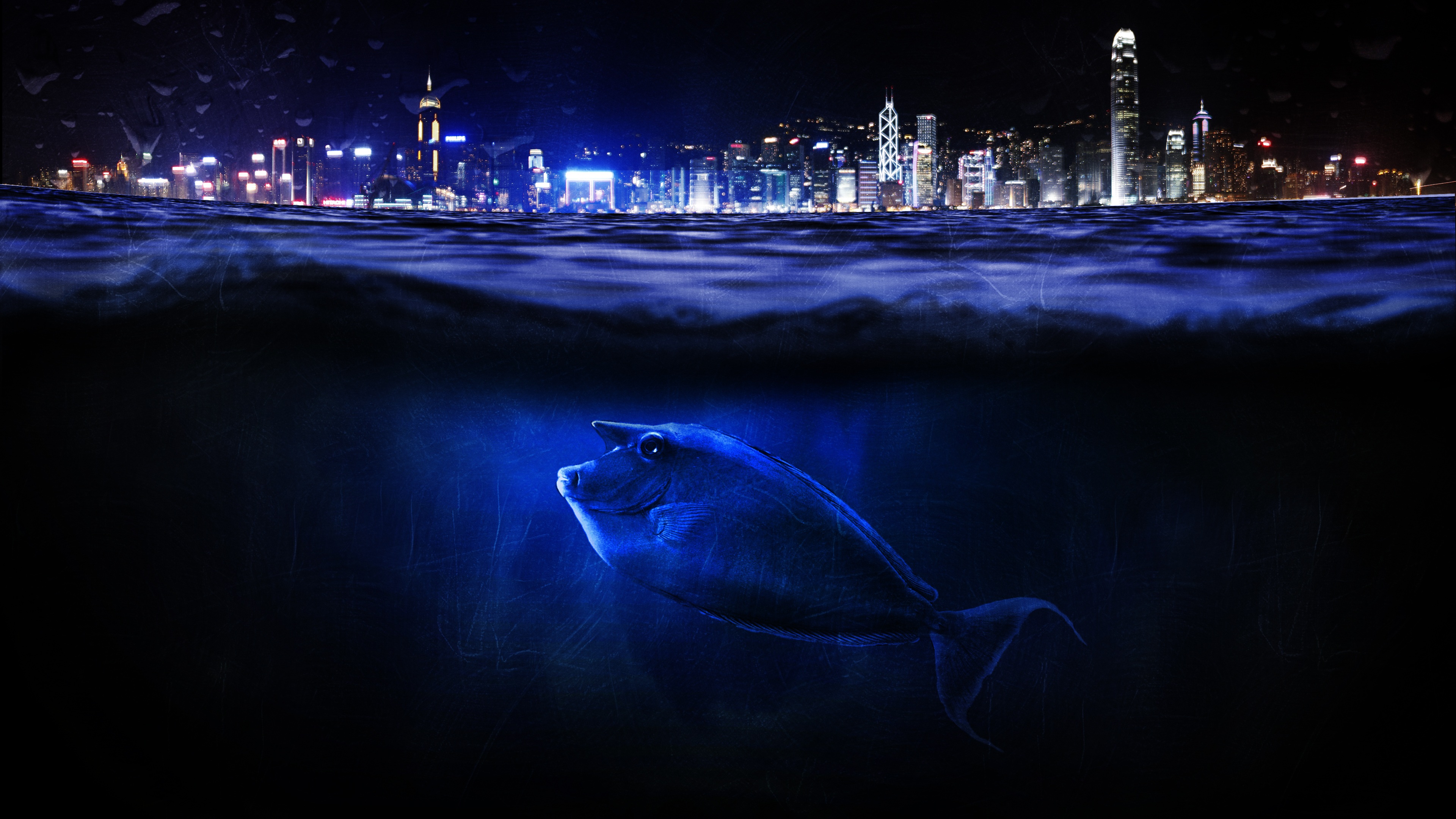 city, Night, Fish Wallpaper